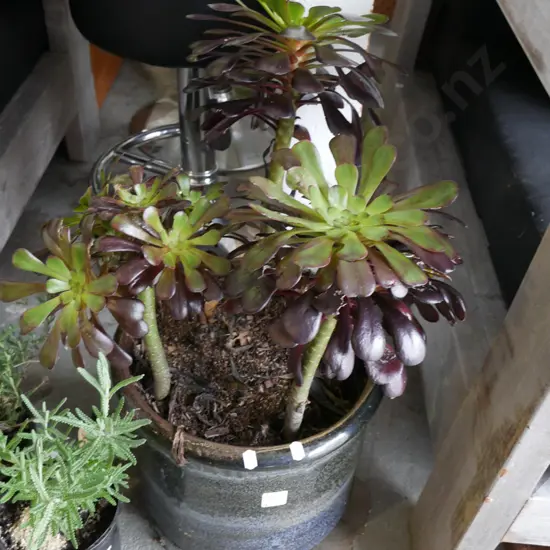 potted succulent in glazed planter Plant H-370