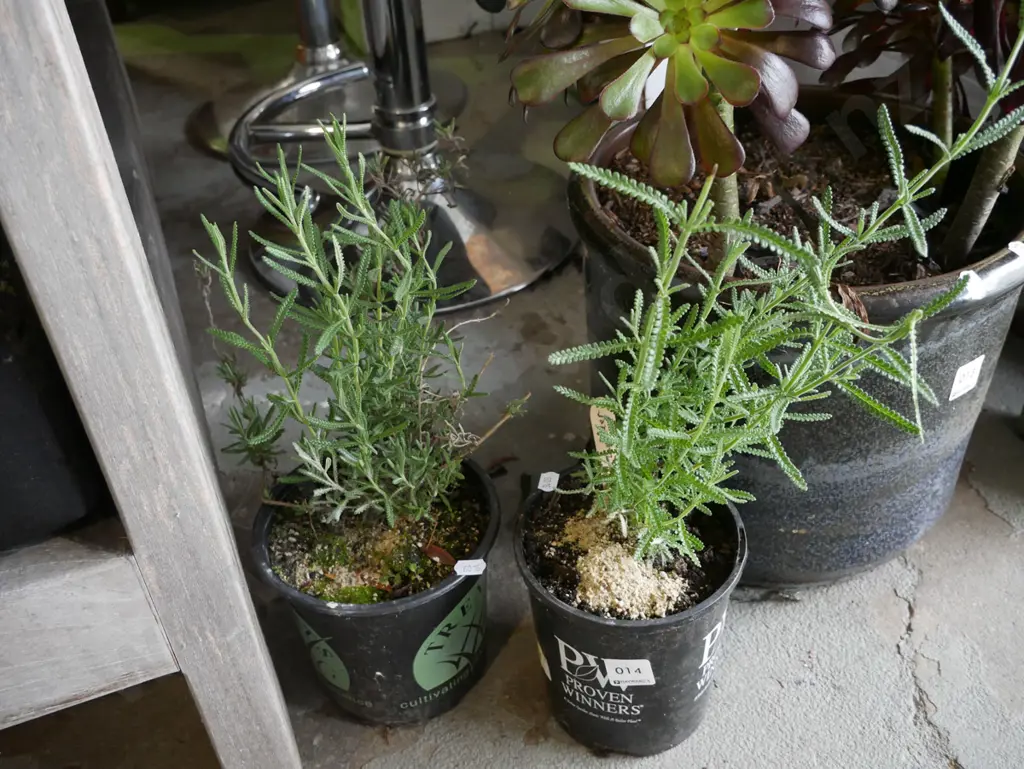 2x potted lavender Image 1++