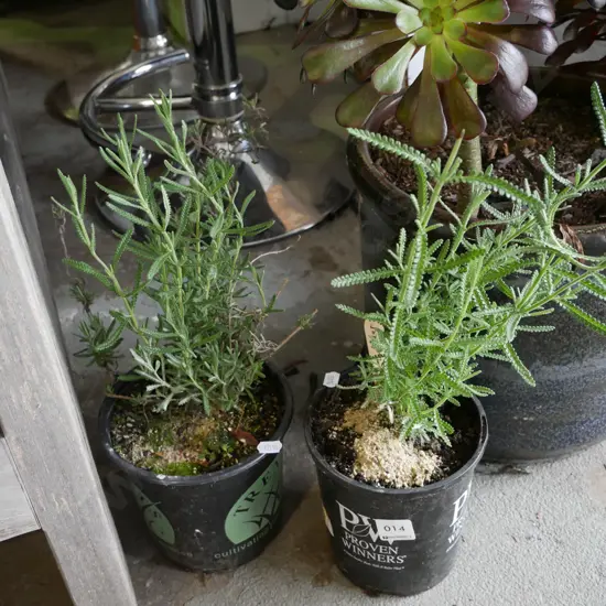 2x potted lavender