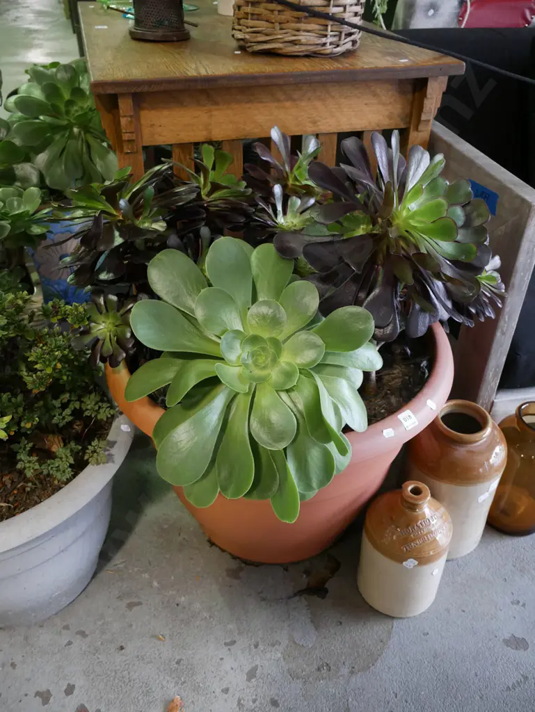 succulent in large plastic planter Plant H-440 Image 1++