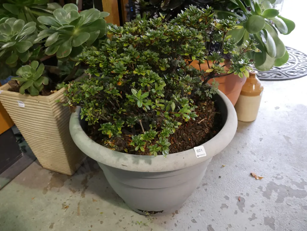 unknown shrub in plastic planter - planter has some damage  Image 1++