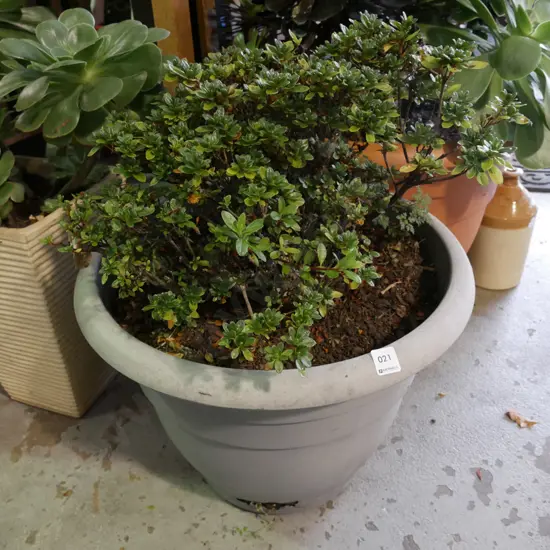 unknown shrub in plastic planter - planter has some damage 