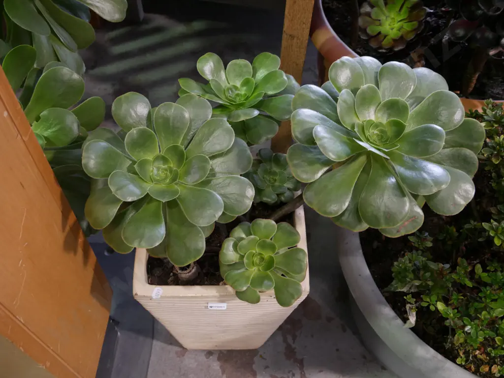 succulent in cream ribbed glazed planter Plant H-240 Image 1++