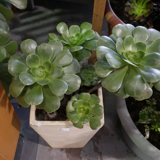 succulent in cream ribbed glazed planter Plant H-240