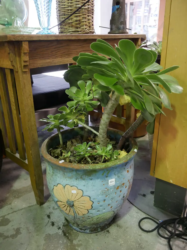 succulent in hand painted terracotta planter Plant H-470 Image 1++