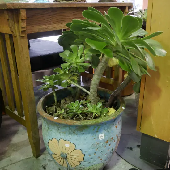 succulent in hand painted terracotta planter Plant H-470