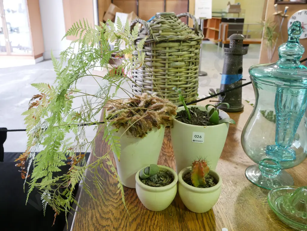 potted fern, succulents and cacti Image 1++