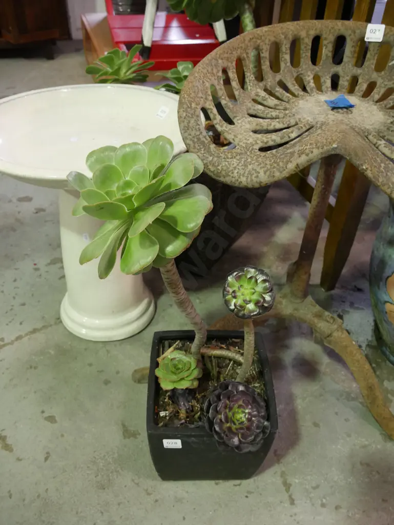 succulents in black glazed planter Plant H-400 Image 1++