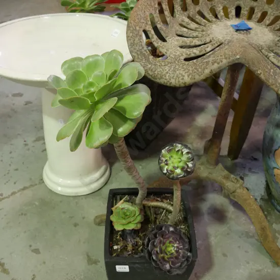 succulents in black glazed planter Plant H-400