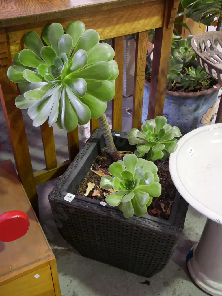 succulent in woven plastic planter Plant H-480 Image 1++
