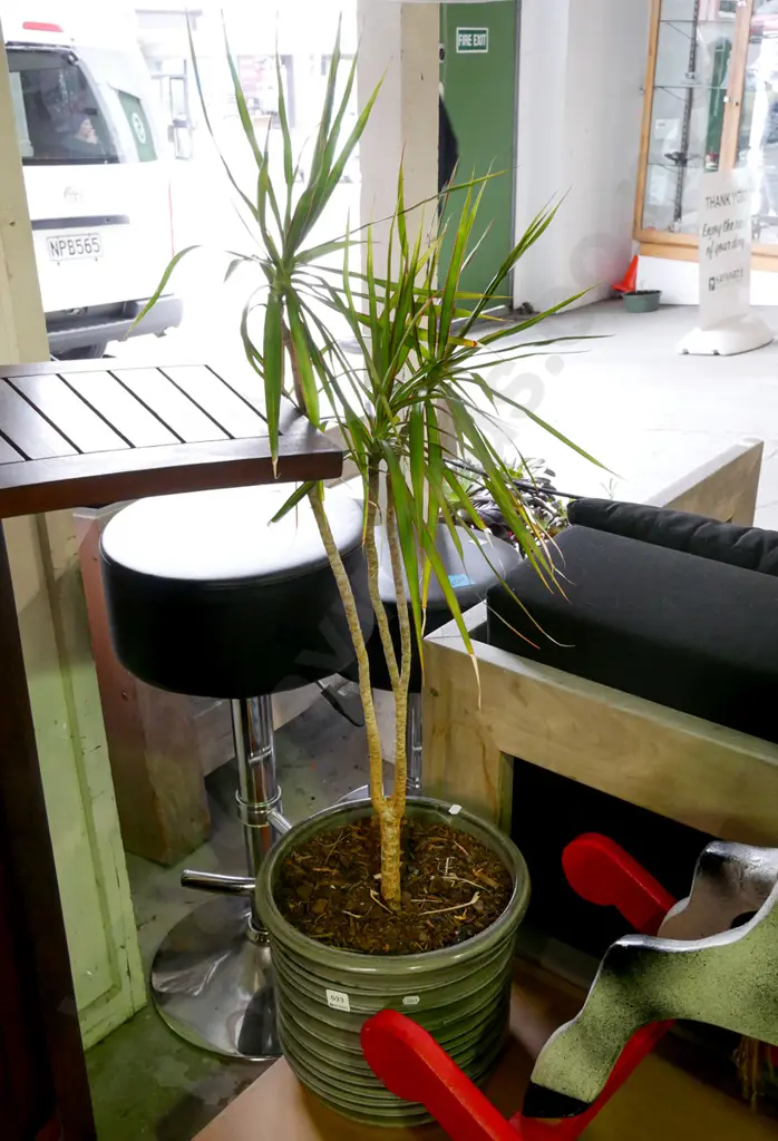 dracena marginata in grey glazed pot Plant H-800 Image 1++