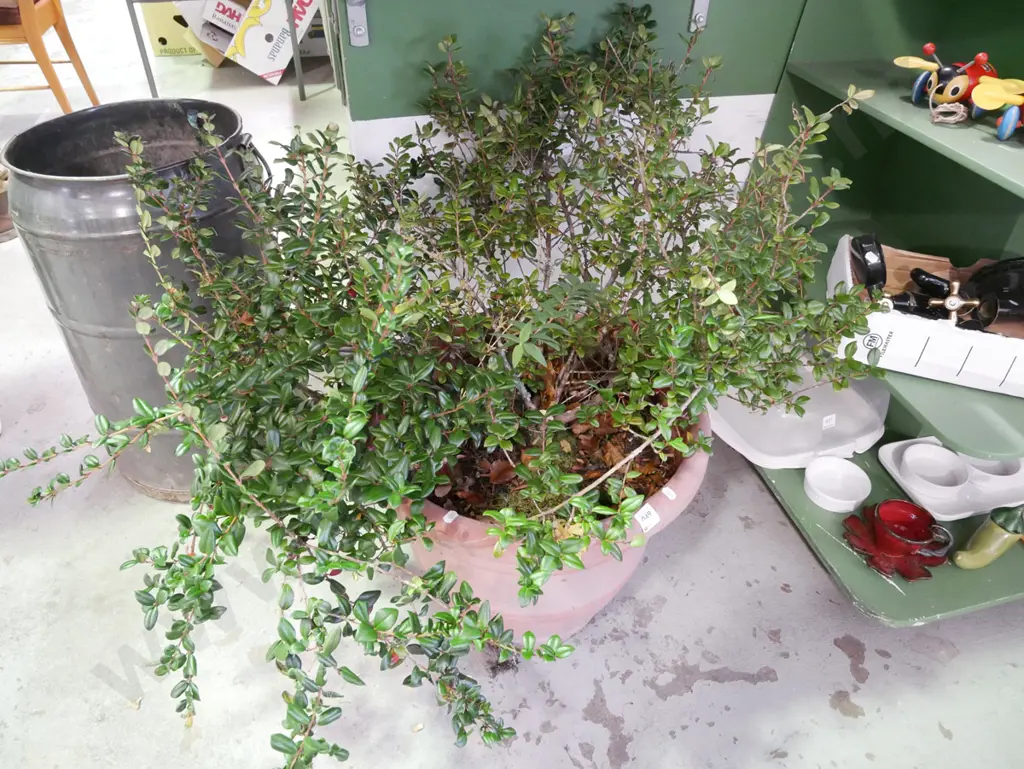 unknown shrub in plastic planter - planter has some damage  Image 1++