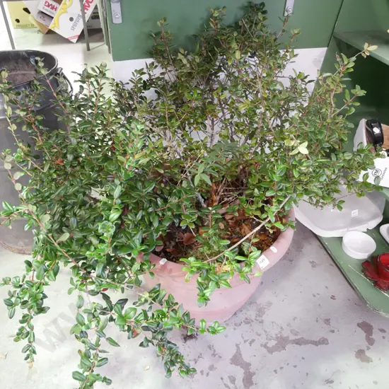 unknown shrub in plastic planter - planter has some damage 