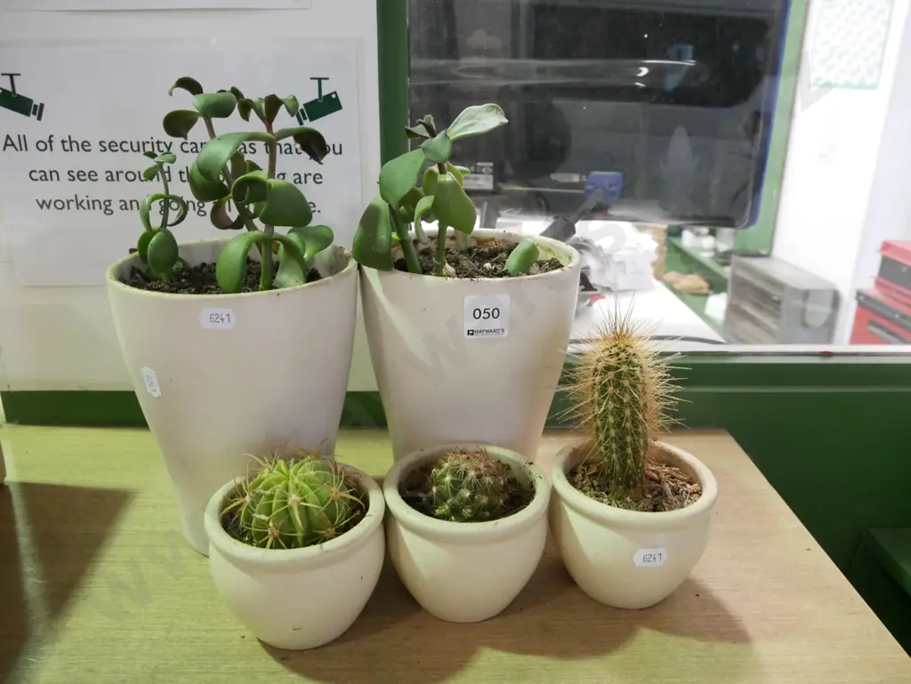potted succulents and cacti Image 1++