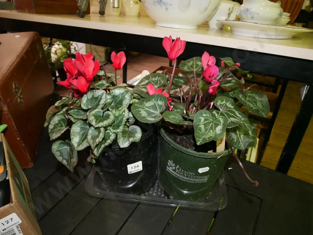 2x potted pink cyclamens Image 1++