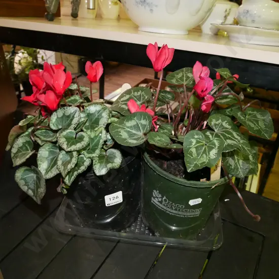 2x potted pink cyclamens