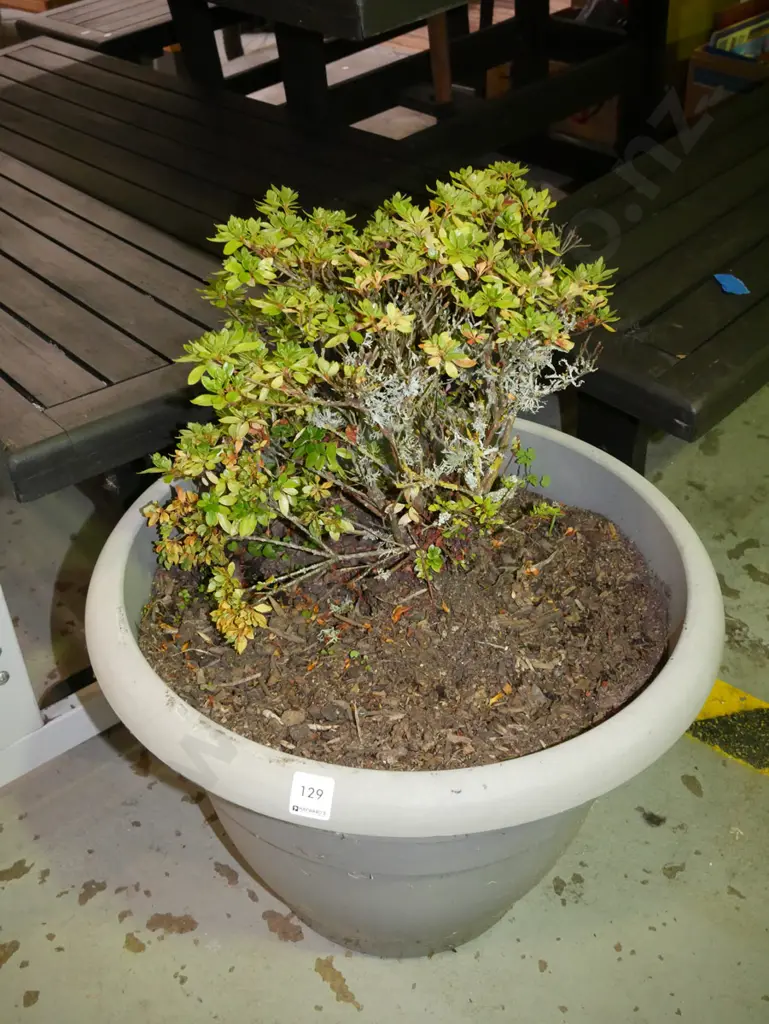 potted azalea? in plastic planter Image 1++