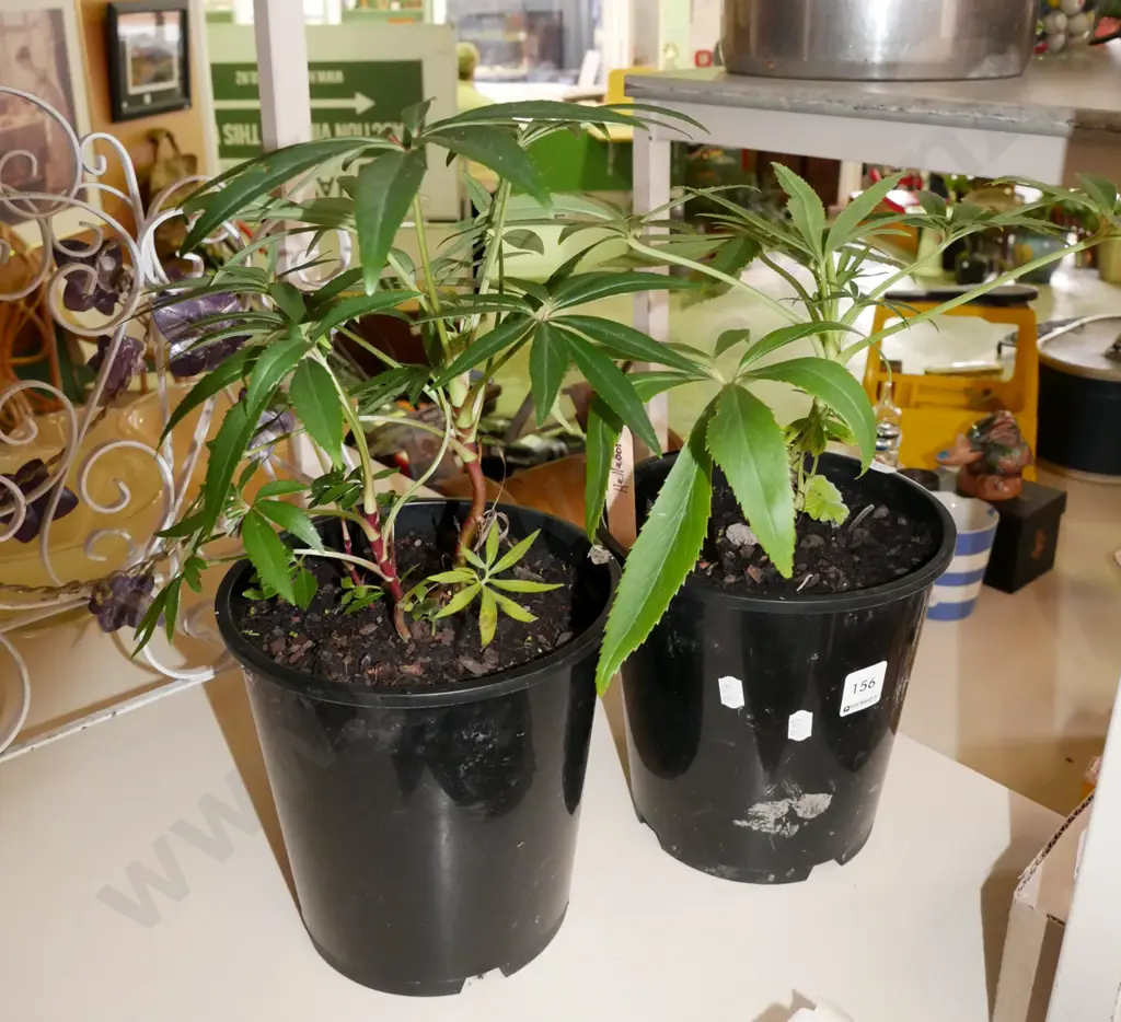 2x potted hellebores Image 1++