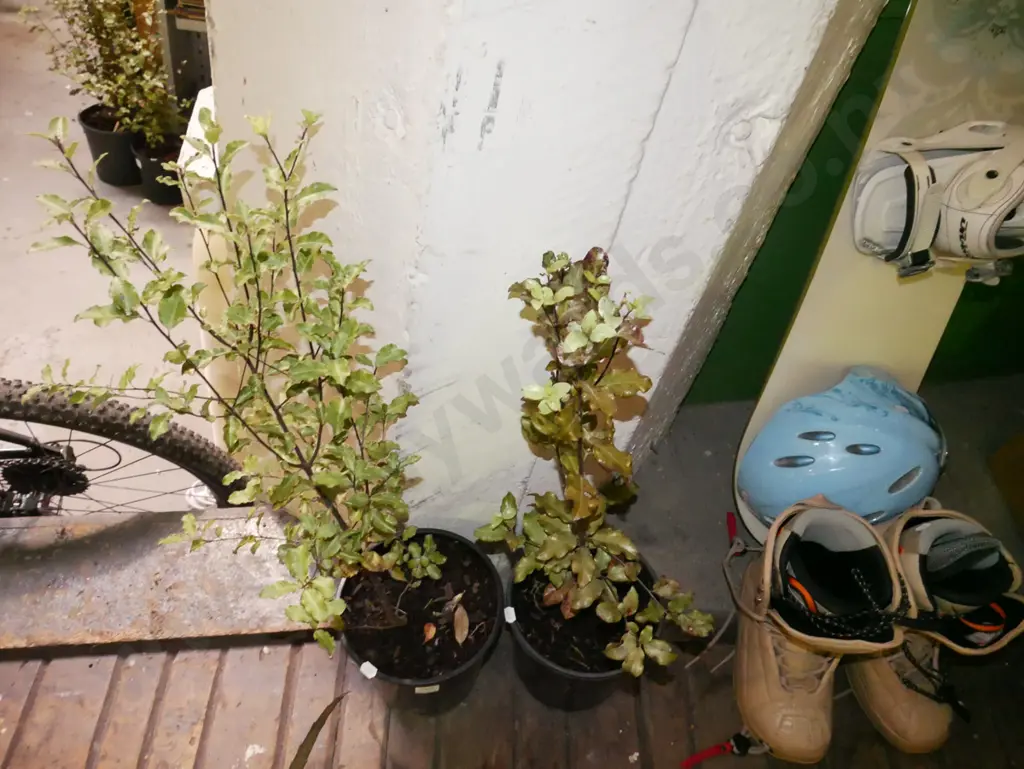 2x potted koro Image 1++