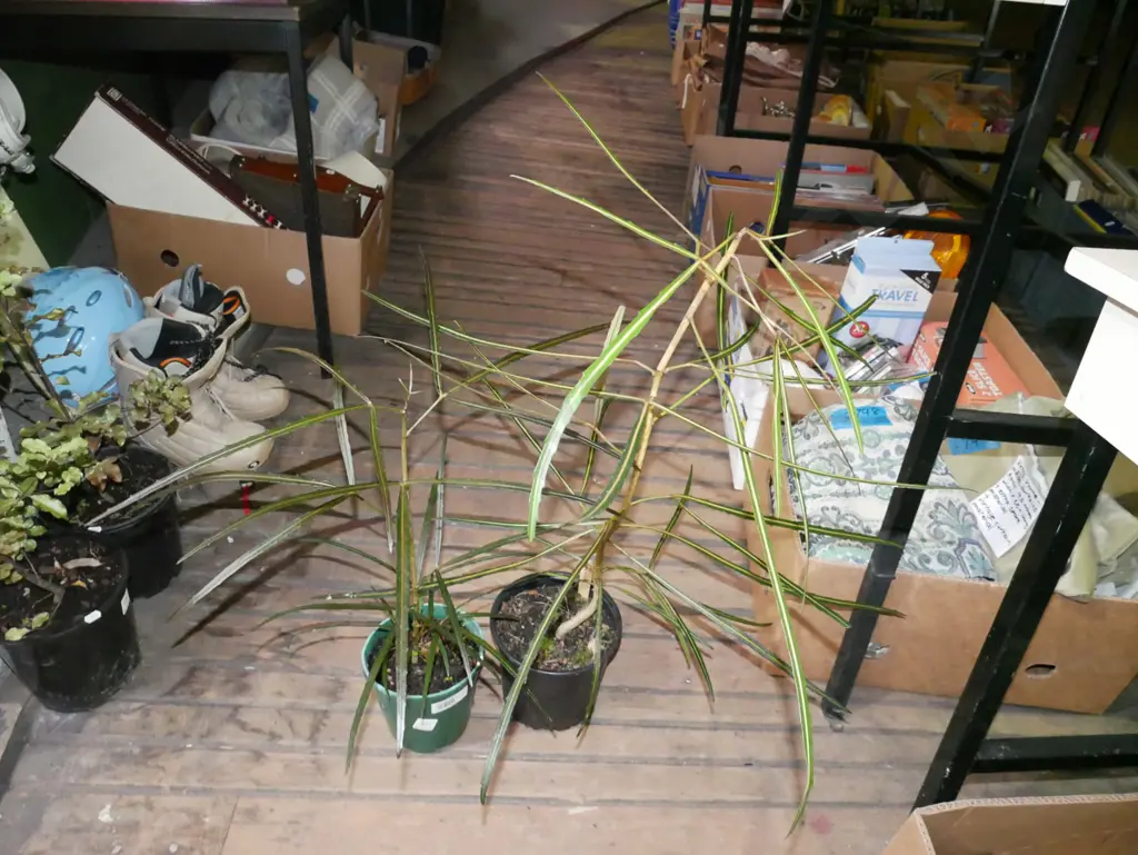 2x potted lancewoods Image 1++