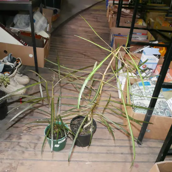 2x potted lancewoods