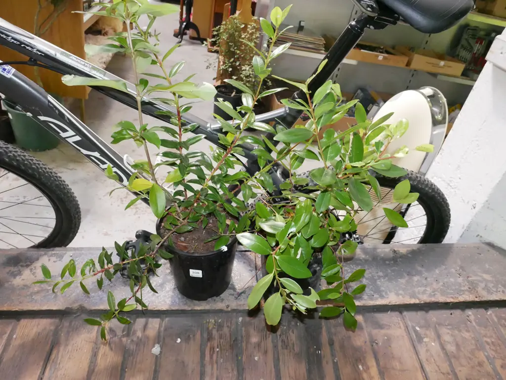 2x potted pohutukawa Image 1++