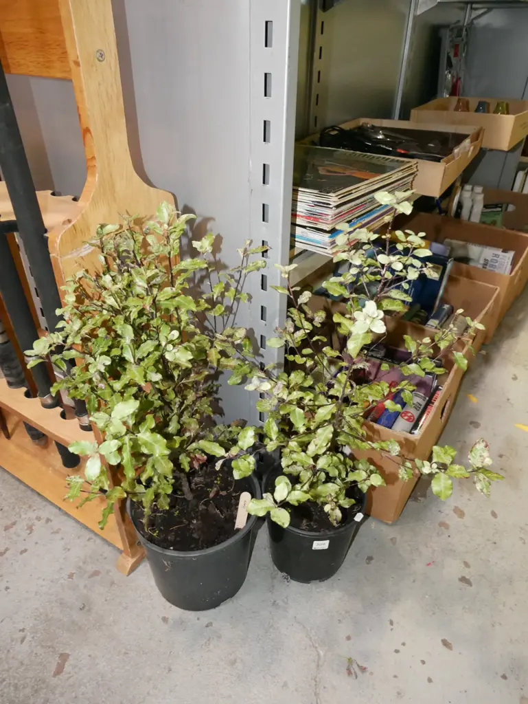 2x potted koro Image 1++