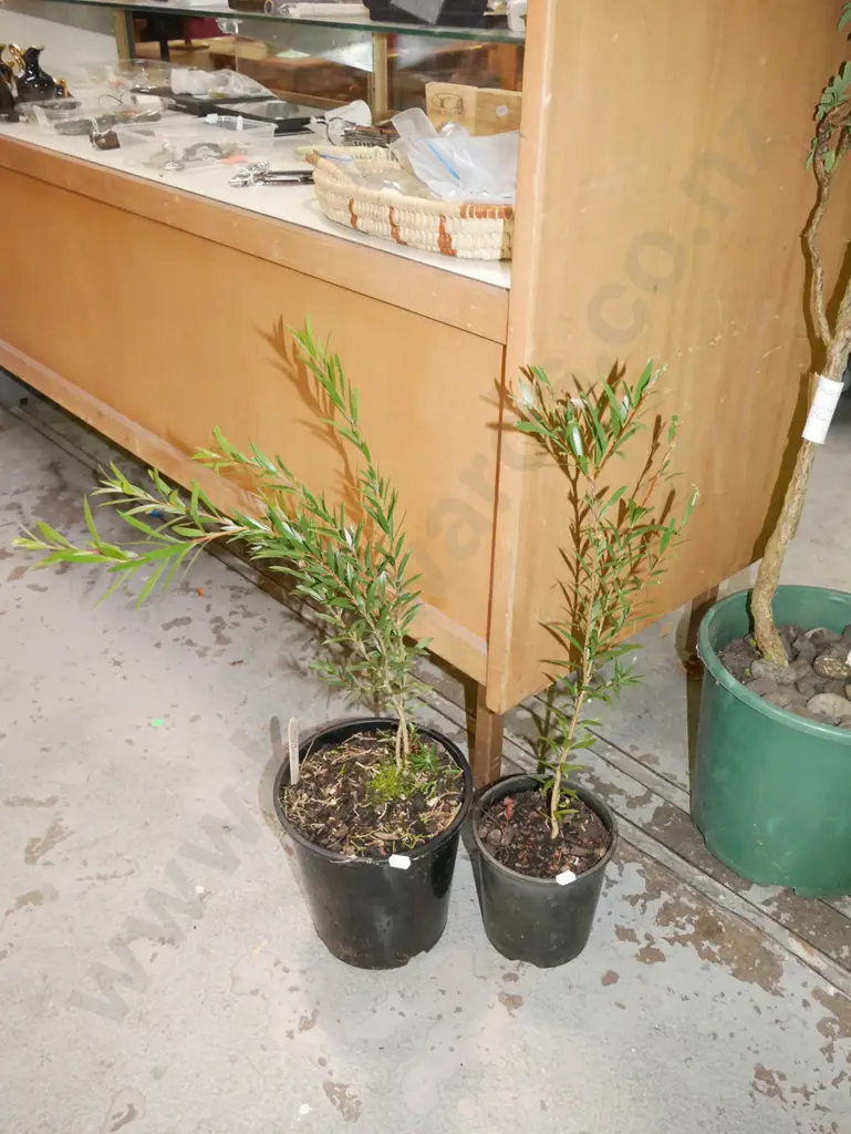 2x potted bottle brushes Image 1++