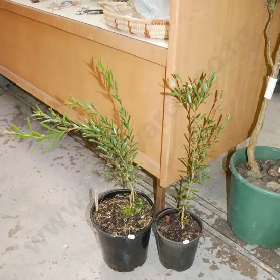 2x potted bottle brushes