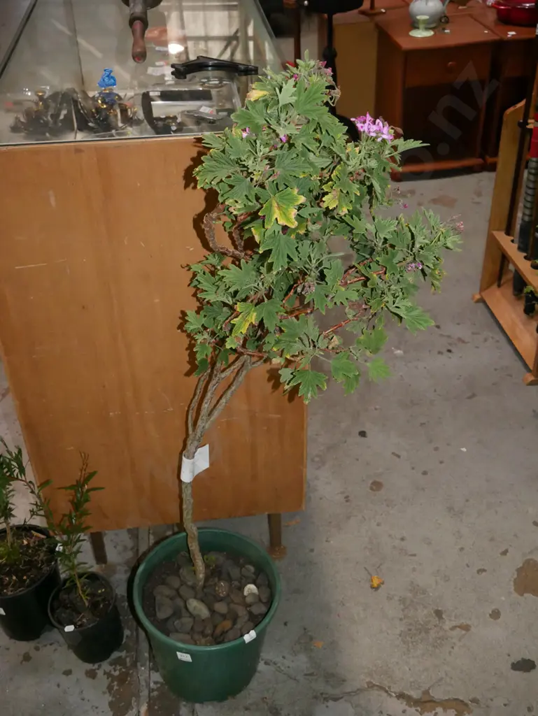 potted rose geranium Image 1++