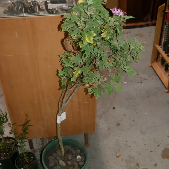 potted rose geranium