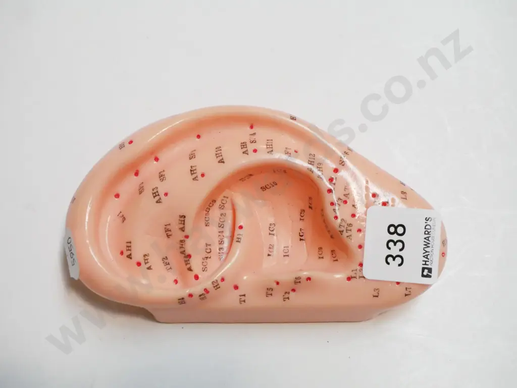 plastic auricular points ear model Image 1++