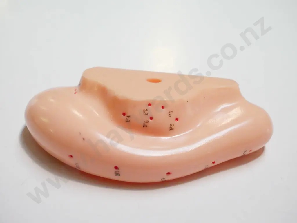 plastic auricular points ear model Image 1++