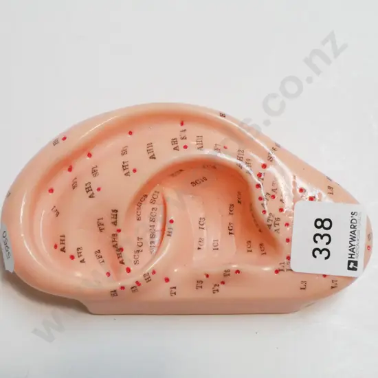 plastic auricular points ear model