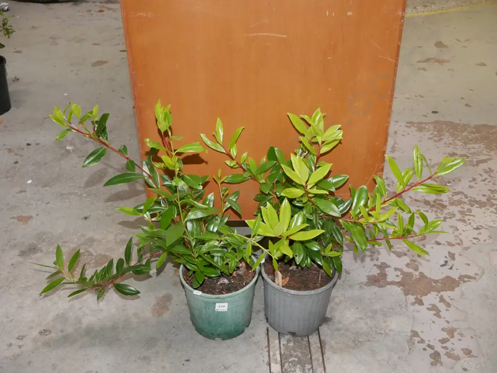 2x potted pohutukawa Image 1++