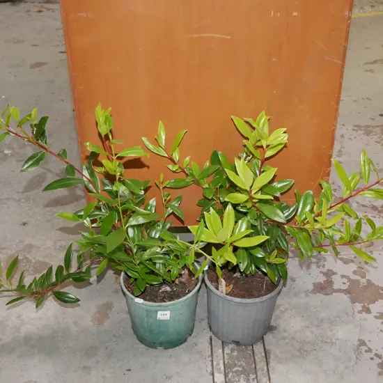 2x potted pohutukawa