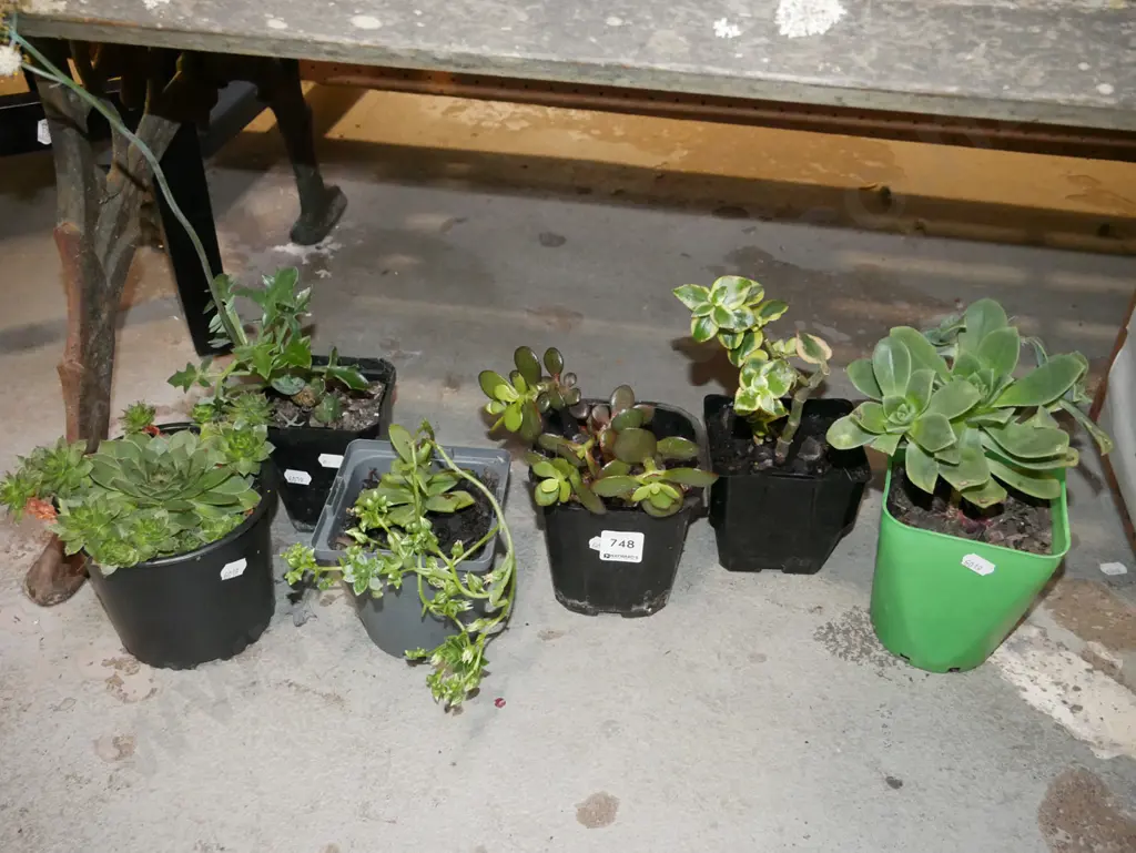 6x  potted succulents Image 1++