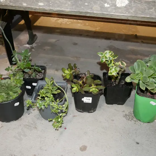 6x  potted succulents
