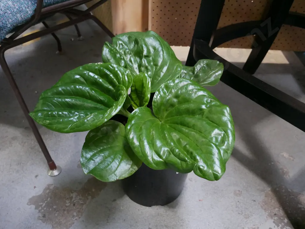 potted Chatham Island Forget Me Not Image 1++