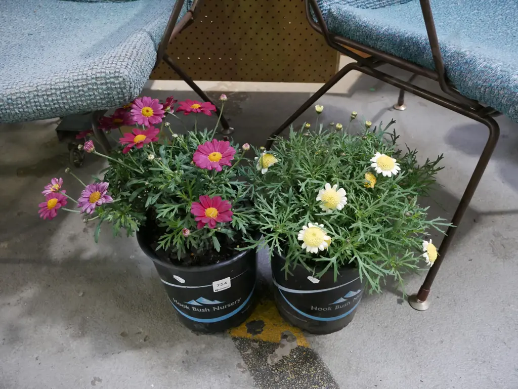 2x potted daisies Image 1++