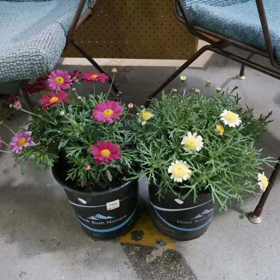 2x potted daisies