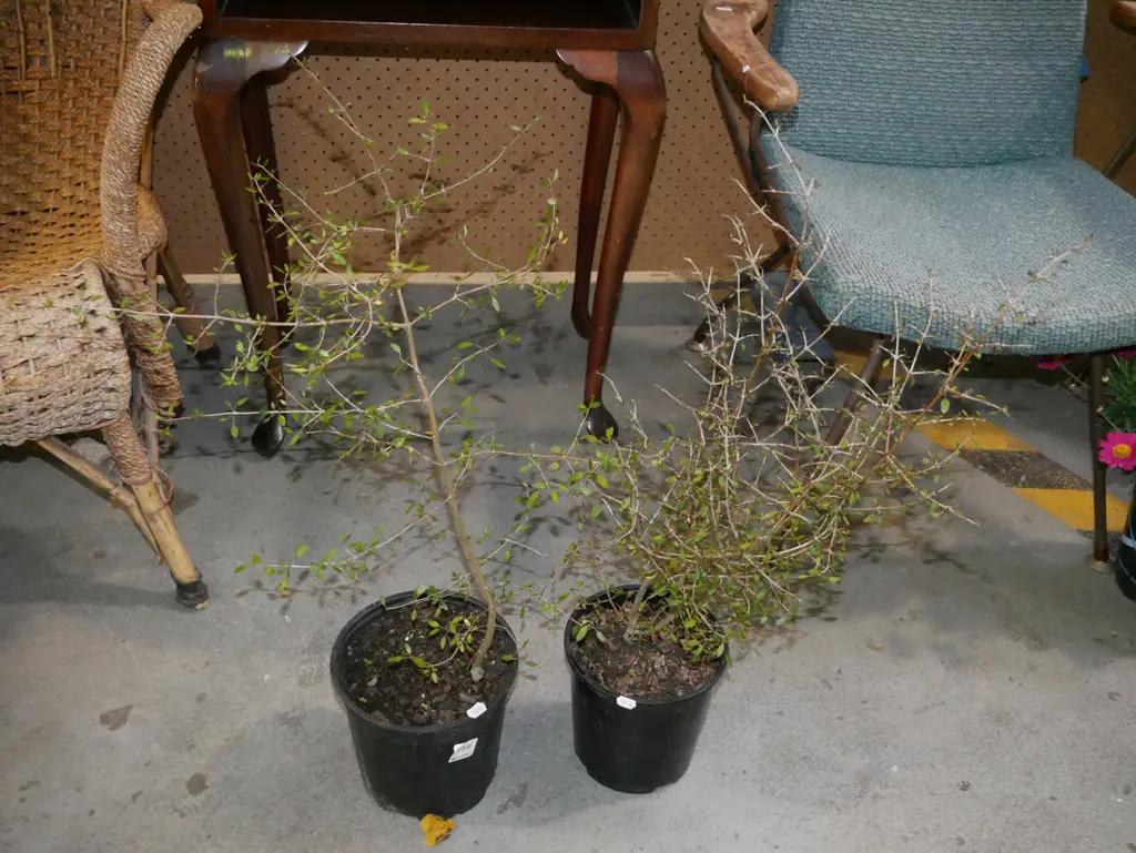 2x potted melembeka Image 1++