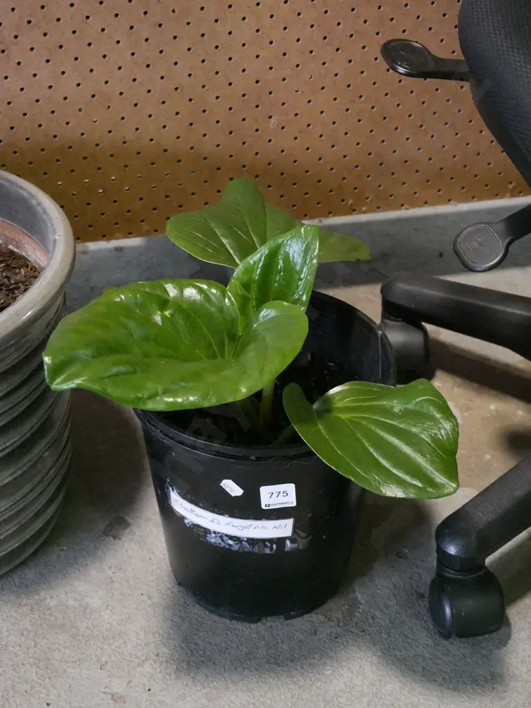 potted Chatham Island Forget Me Not Image 1++