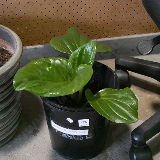 potted Chatham Island Forget Me Not