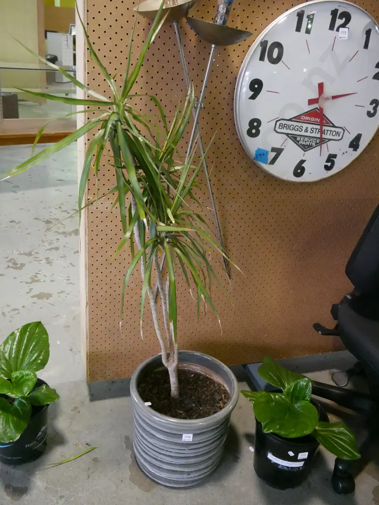 dracena marginala in grey glazed pot Plant H-900 Image 1++