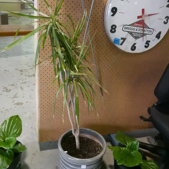 dracena marginala in grey glazed pot Plant H-900