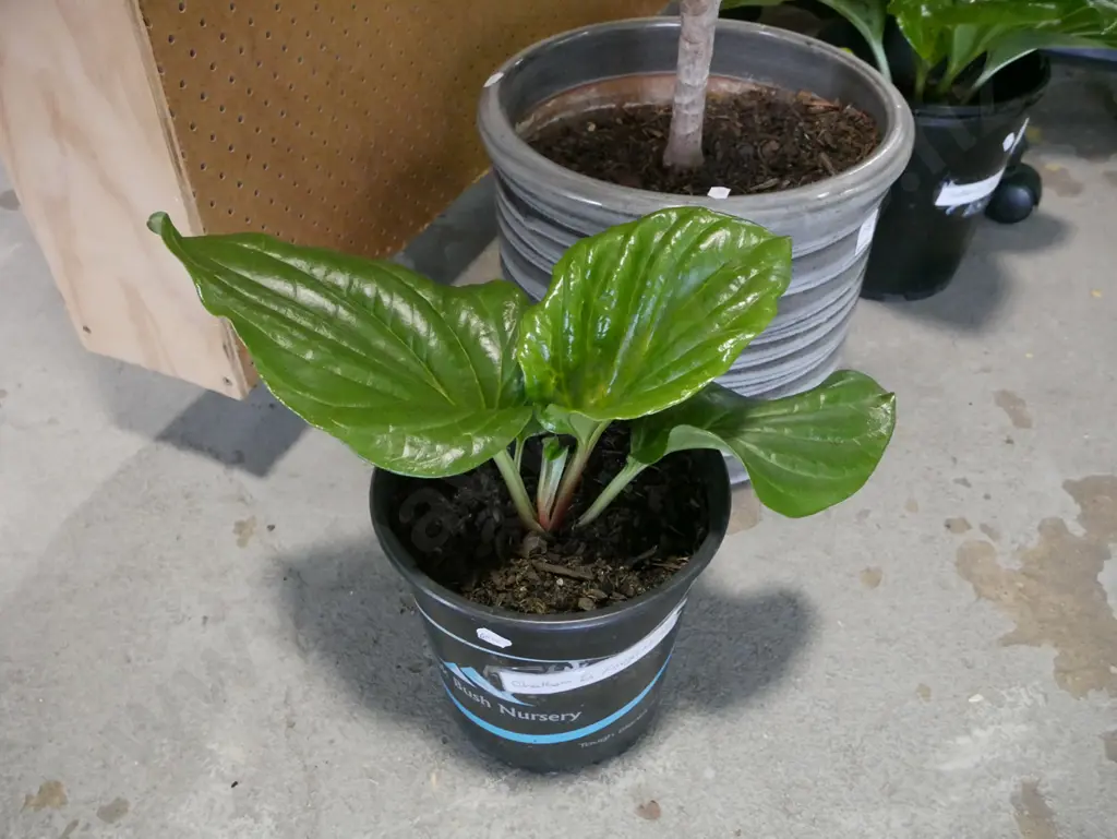 potted Chatham Island Forget Me Not Image 1++