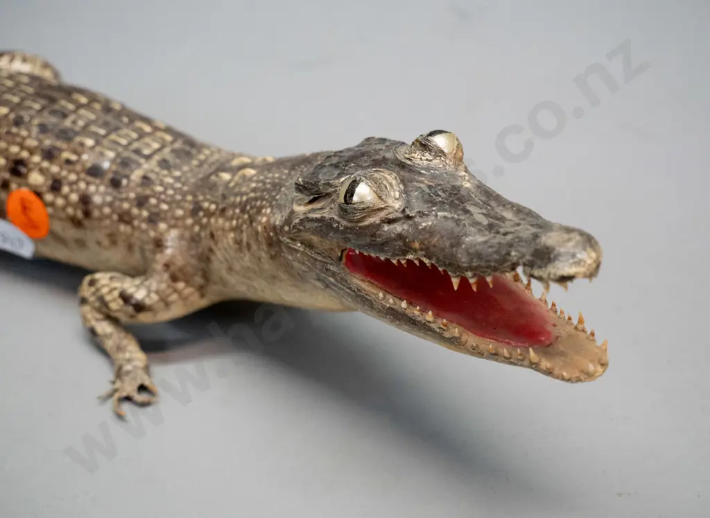 taxidermy small crocodile L-410 Image 1++