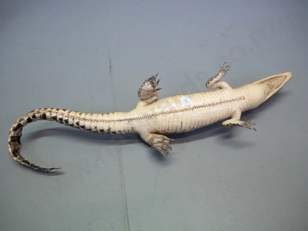 taxidermy small crocodile L-410 Image 1++