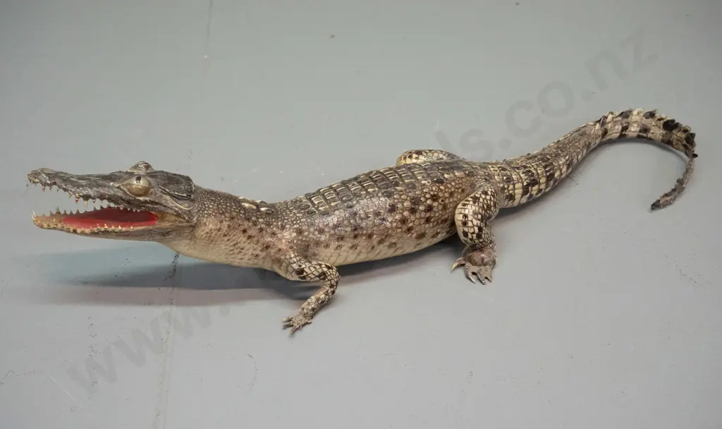 taxidermy small crocodile L-410 Image 1++